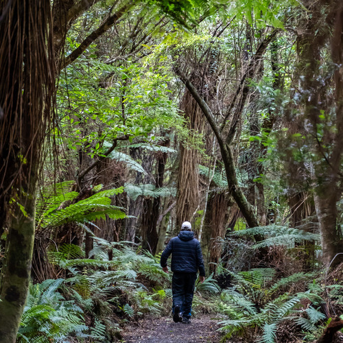 Walk through rainforest to Cathedral Caves, Catlins