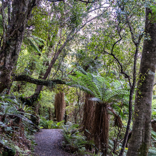 Forest walk Cathedral Caves Catlins