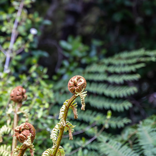 Ferns Cathedral Caves, Catlins