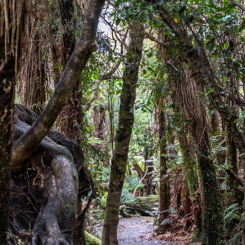 Cathedral Caves ancient podocarp forest