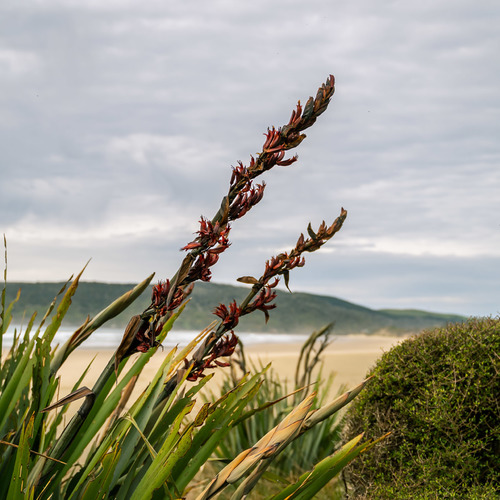 Flax in flower Cathedral Caves, Catlins