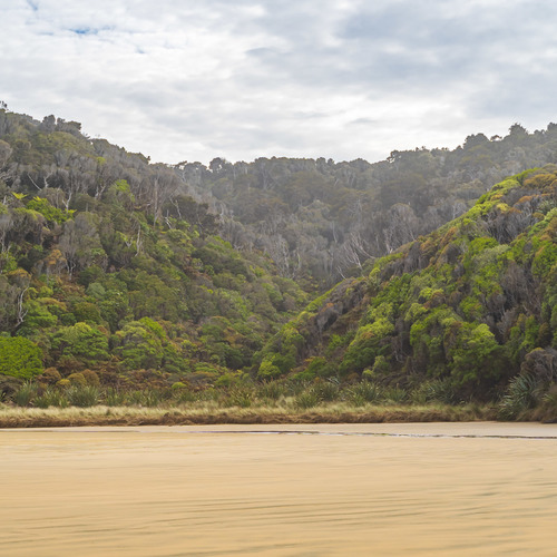 Ancient forest Cathedral Caves, Catlins