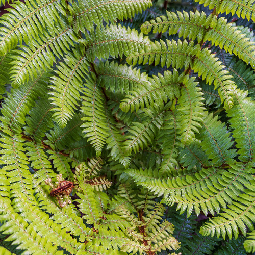 Fern pattern Cathedral Caves rainforest Catlins