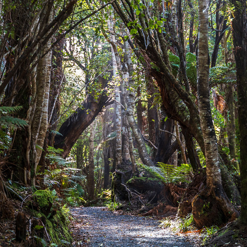 Rainforest walk Cathedral Caves