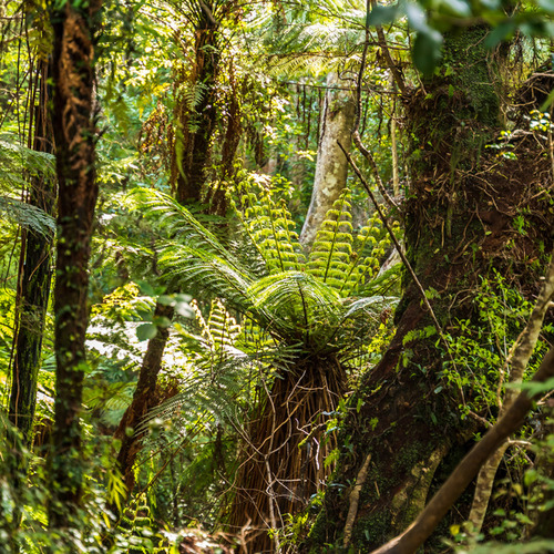 Fern forest and native trees Cathedral Caves, Catlins